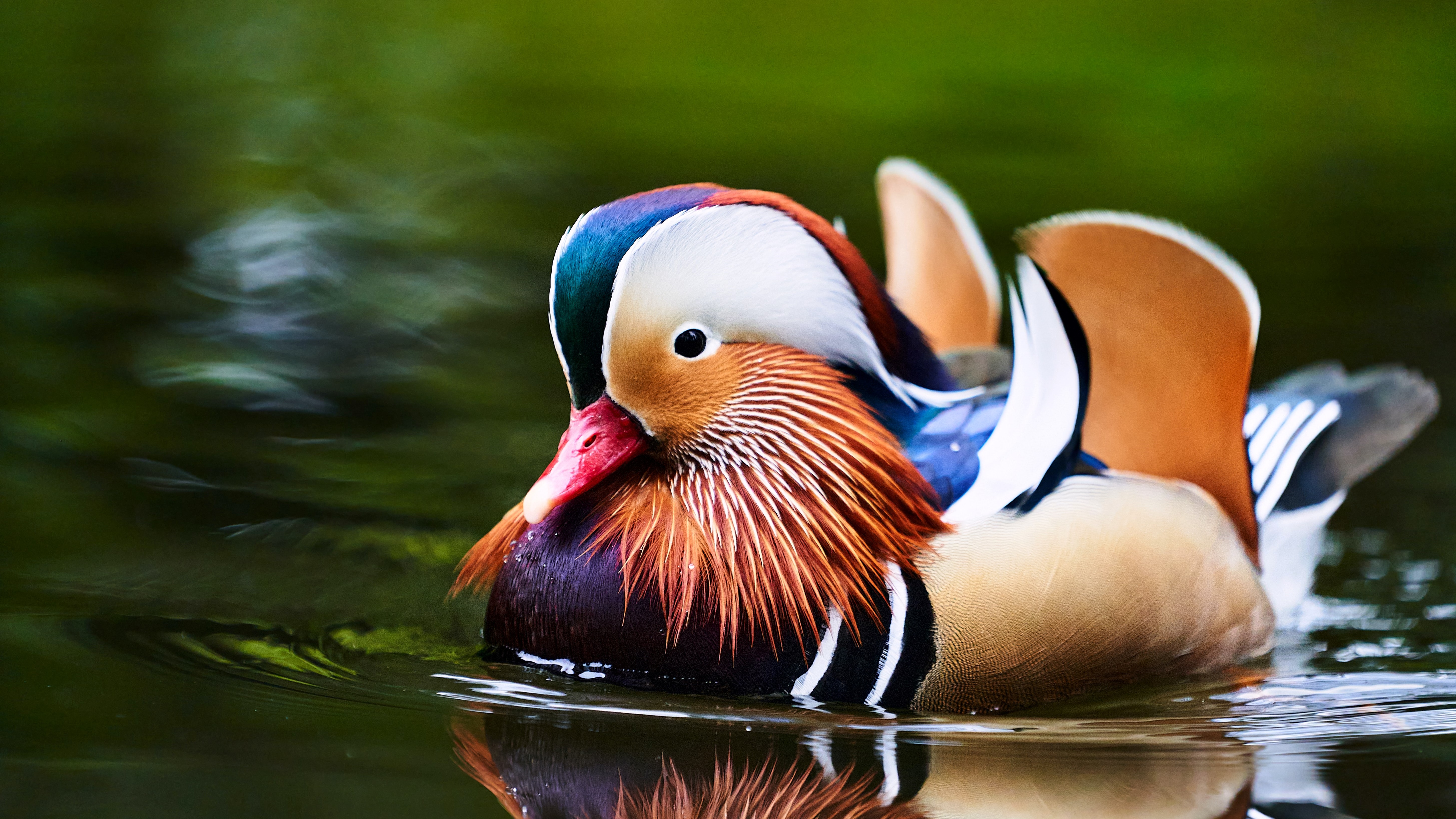 600+ Gambar Unggas HD Terbaru